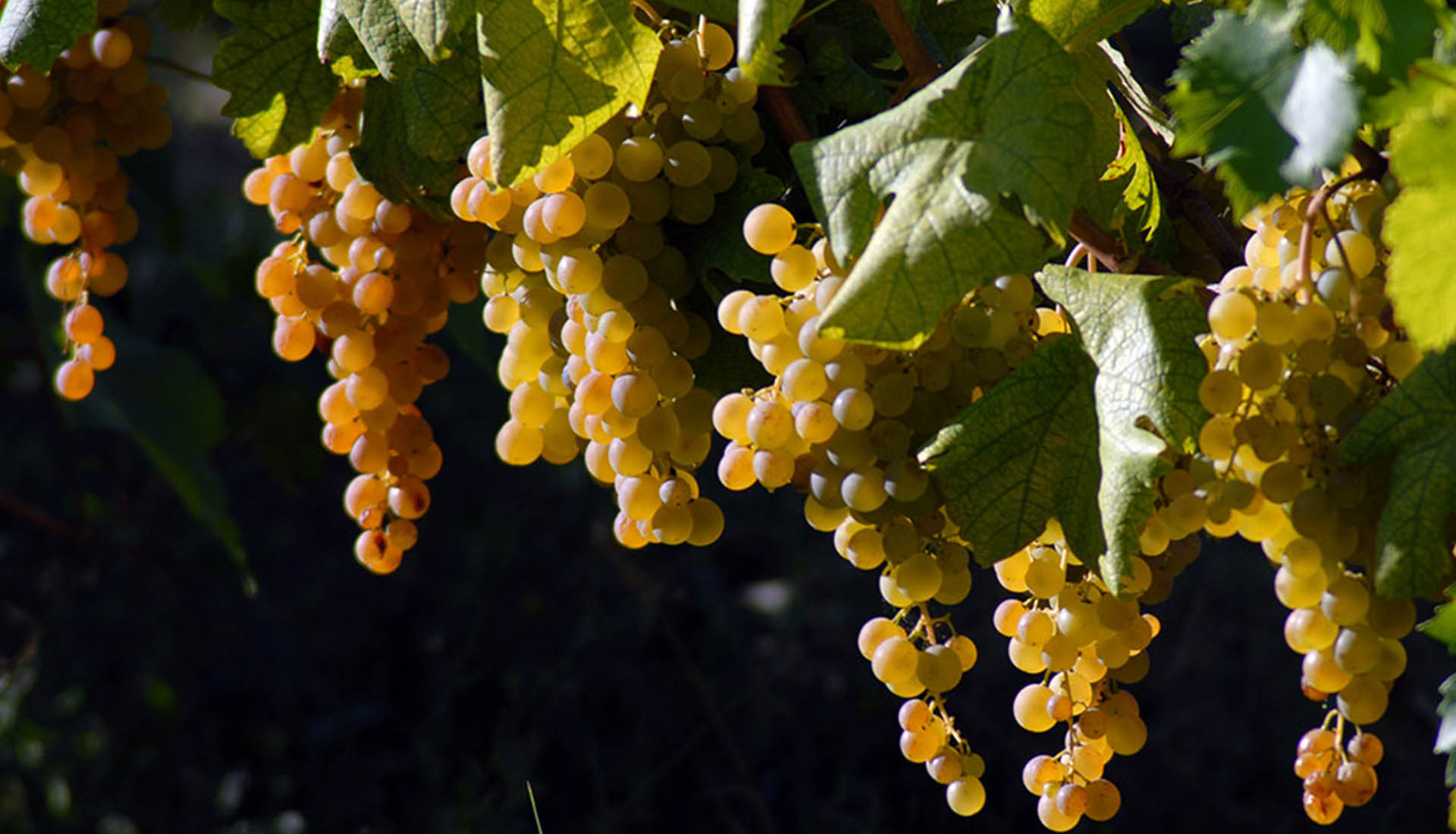 gallery-vigneti-01
