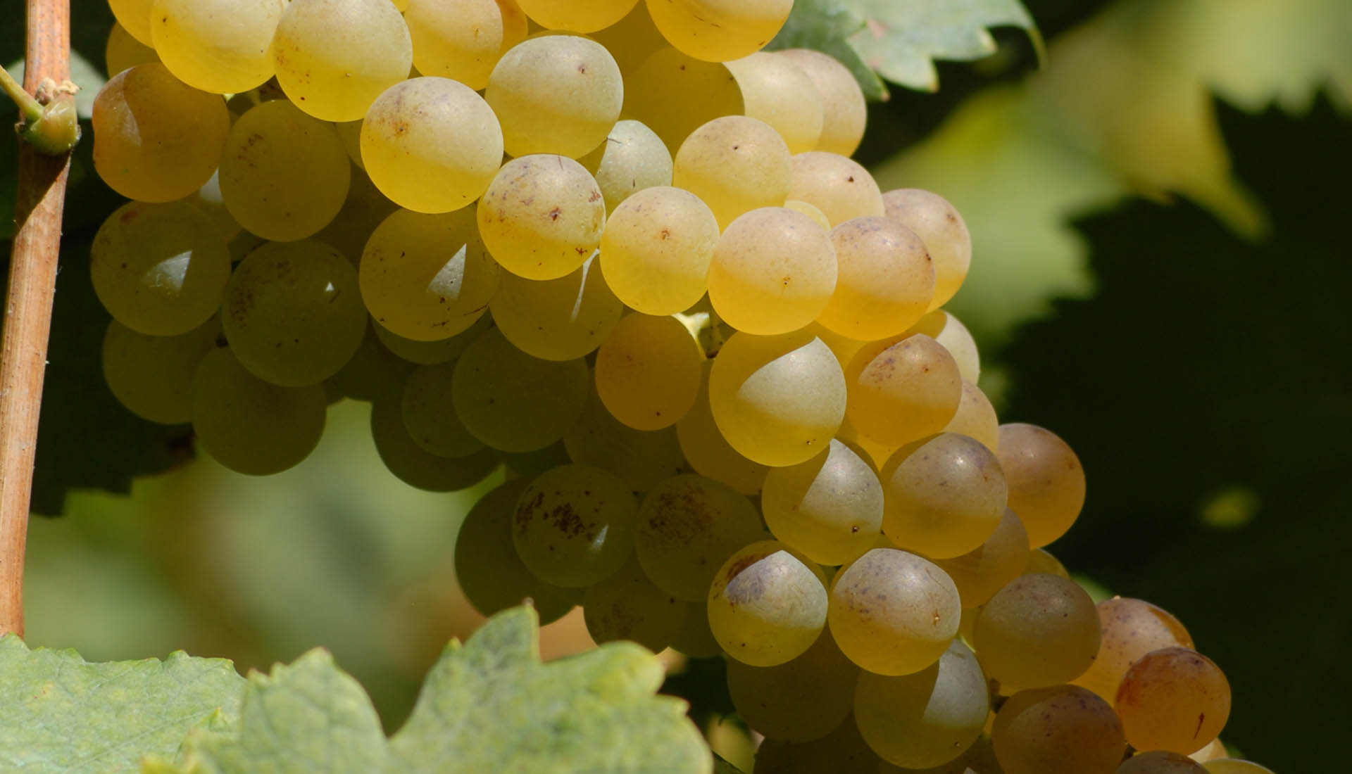 I VIGNETI